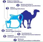 Harsha Nutrition Freeze Dried Camel Pro Milk Powder (1000 g) by Marbella - Image 8